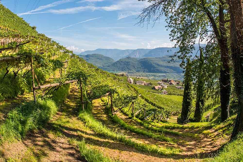 Cantina Tramin Heimat Wein