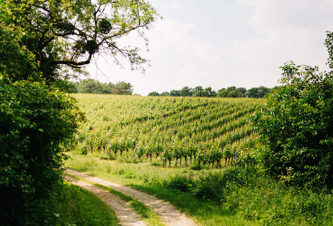 Wachter Wiesler | Weinberg