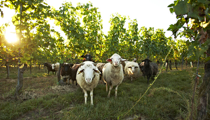 Loimer Wein biodynamisch