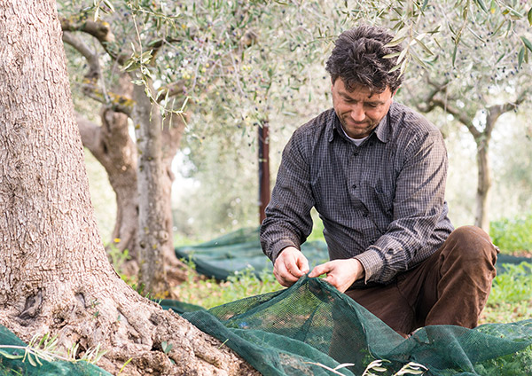 Olivenöl Italien | D'Orazio Apulien