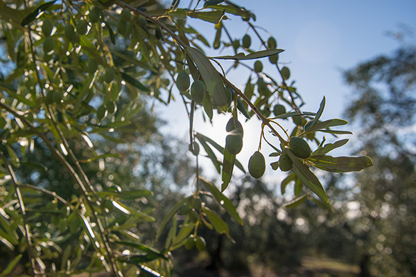 Ciccolella | Olivenöl aus Apulien in Italien