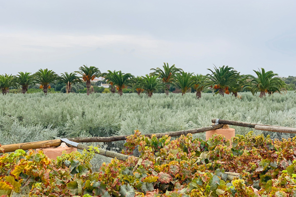 Monterosa | bestes Olivenöl Portugal