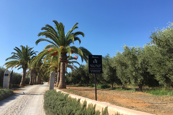 Monterosa Olivenöl | Algarve